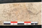 Foto (Detailansicht) von Cinnamomum lanceolatum Unger (NHMW-GEO-2024-0188-8125)